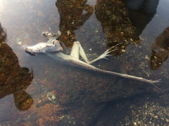 Leptodactylus paranaru