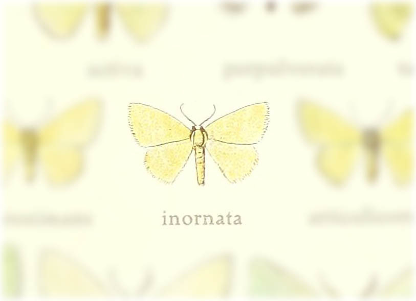 Chlorissa -inornata-