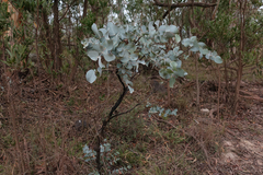 Eucalyptus rubida rubida