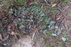 Eucalyptus rubida rubida