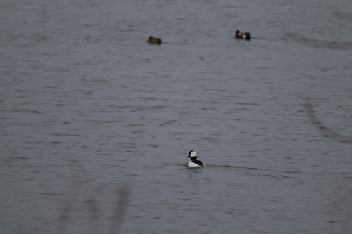 Bufflehead photographed in Ohio