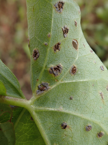 Puccinia convolvuli