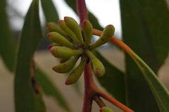 Eucalyptus pauciflora pauciflora