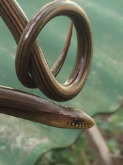 Ophiodes fragilis