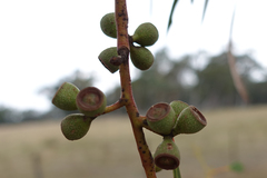 Eucalyptus pauciflora pauciflora