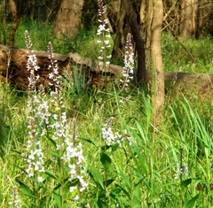 Iodanthus pinnatifidus