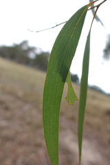 Eucalyptus pauciflora pauciflora