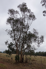 Eucalyptus pauciflora pauciflora