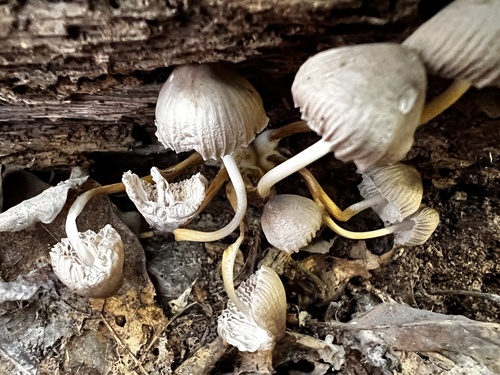 Mycena inclinata