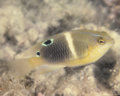 Chrysiptera biocellata