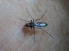 Aedes scapularis