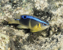 Chrysiptera biocellata