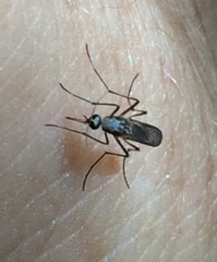 Aedes scapularis