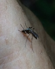 Aedes scapularis