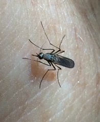 Aedes scapularis