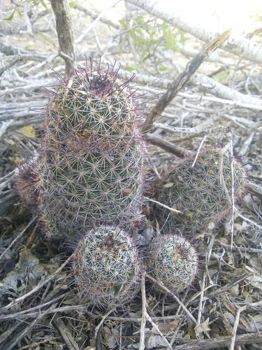 Sheldon's pincushion