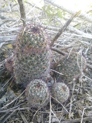 Mammillaria sheldonii