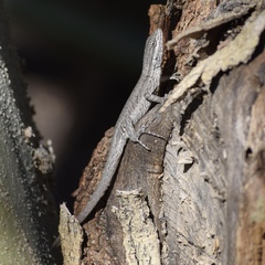 Urosaurus graciosus