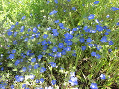 Nemophila menziesii