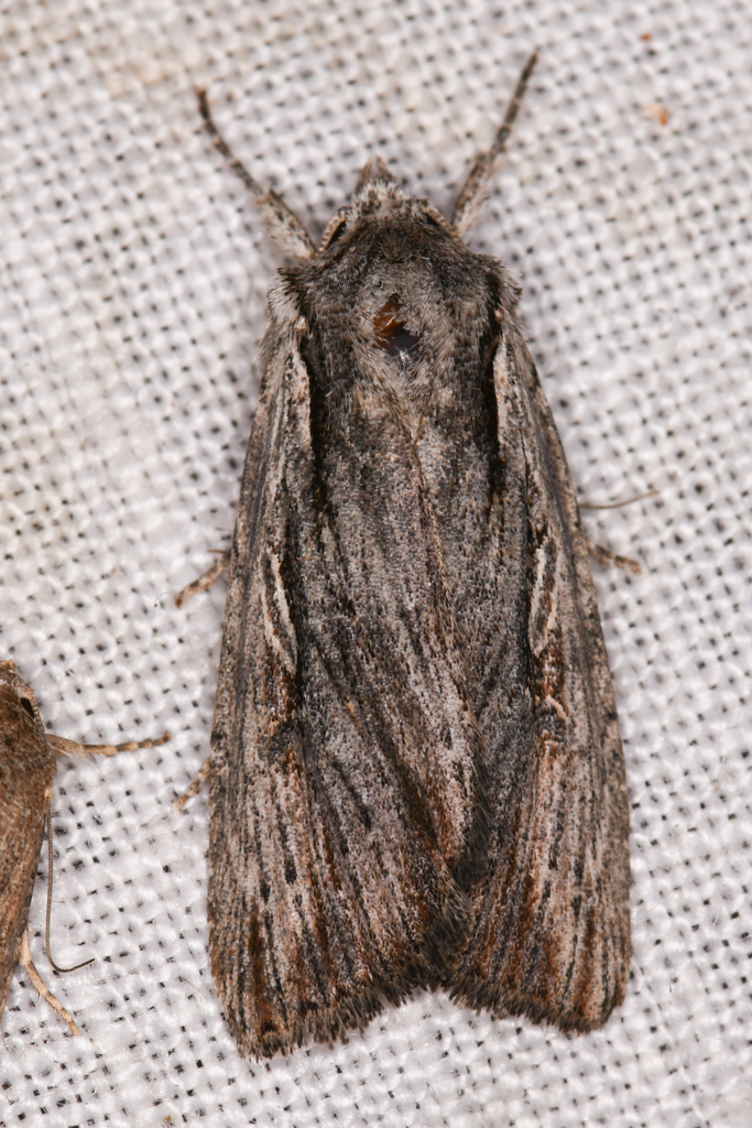 Xestia infimatis