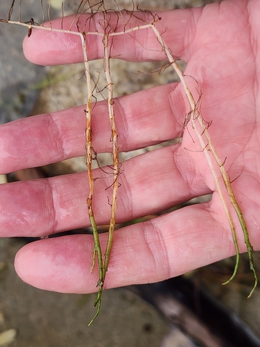 Slender watermilfoil (Myriophyllum tenellum)
