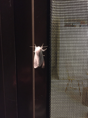 Spilosoma vestalis