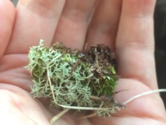 Cladonia submitis
