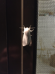 Spilosoma vestalis