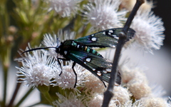 Chrysocale principalis