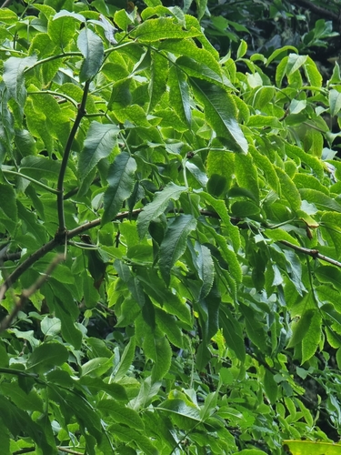 Image of Sambucus lanceolata by (c) Vítor Jorge, some rights reserved (CC BY)