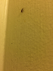 Anthocomus equestris