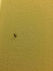 Anthocomus equestris