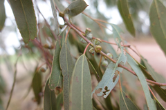 Eucalyptus rubida rubida