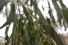 Eucalyptus rubida rubida