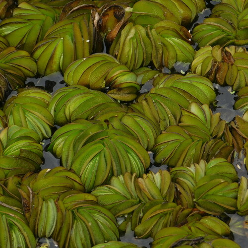 Salvinia biloba, photograph 3