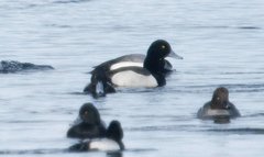 Aythya affinis × collaris