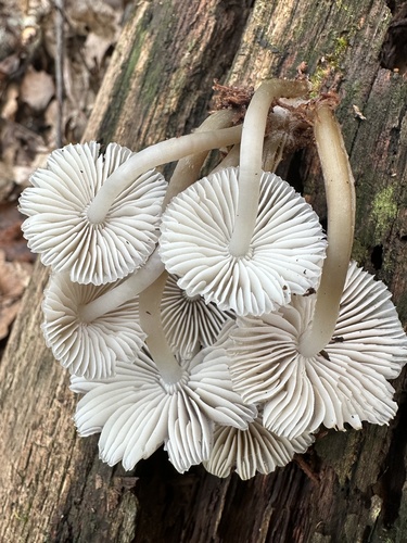 Mycena inclinata