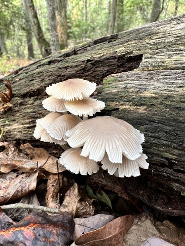 Mycena inclinata (Photo 2 of 4)