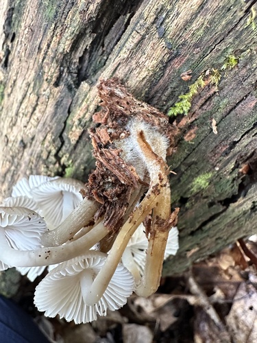 Mycena inclinata (Photo 3 of 4)