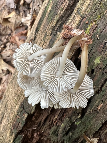 Mycena inclinata (Photo 4 of 4)
