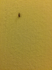 Anthocomus equestris