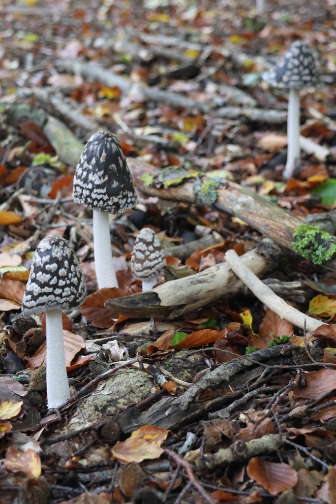 Magpie Inkcap from 29549 Bad Bevensen, Deutschland on October 22, 2023 ...