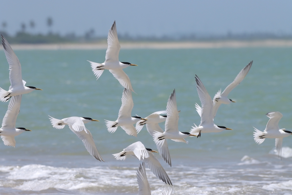 Sandwich Tern from Barra do Mamanguape, Rio Tinto - PB, Brasilien on ...