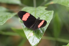 Heliconius erato hydara