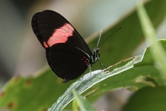 Heliconius erato hydara
