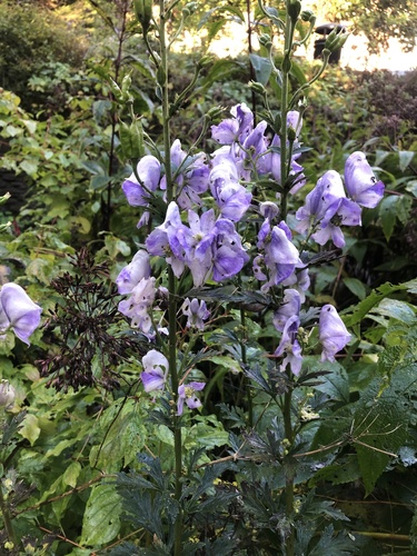 Azure Monkshood (Aconitum carmichaelii)