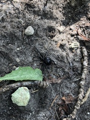 Latrodectus variolus