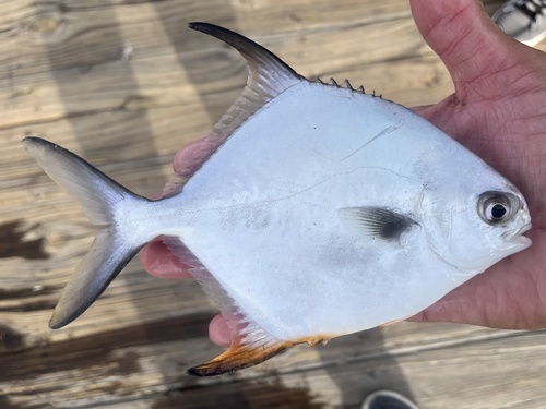 Permit (Trachinotus falcatus) — Carangidae — 2