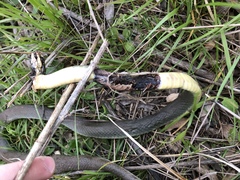 Coluber constrictor flaviventris