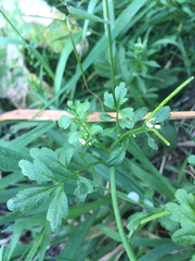 Cardamine oligosperma
